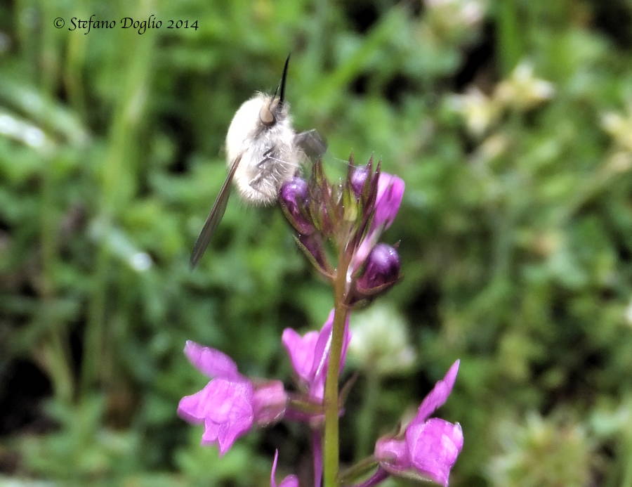 Bombylius sp.